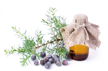 OEM / ODM del aceite esencial de Juniperberry